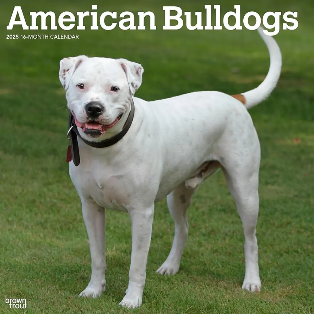 2025 Calendars|BrownTrout 2025 American Bulldogs 12" x 12" Monthly Square Wall Calendar (9781975478223)