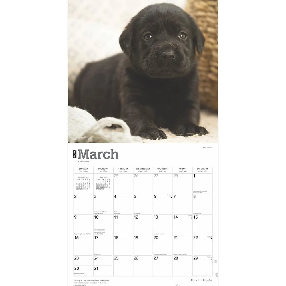 2025 Calendars|BrownTrout 2025 Black Labrador Retriever Puppies 12" x 12" Monthly Wall Calendar (9781975477318)