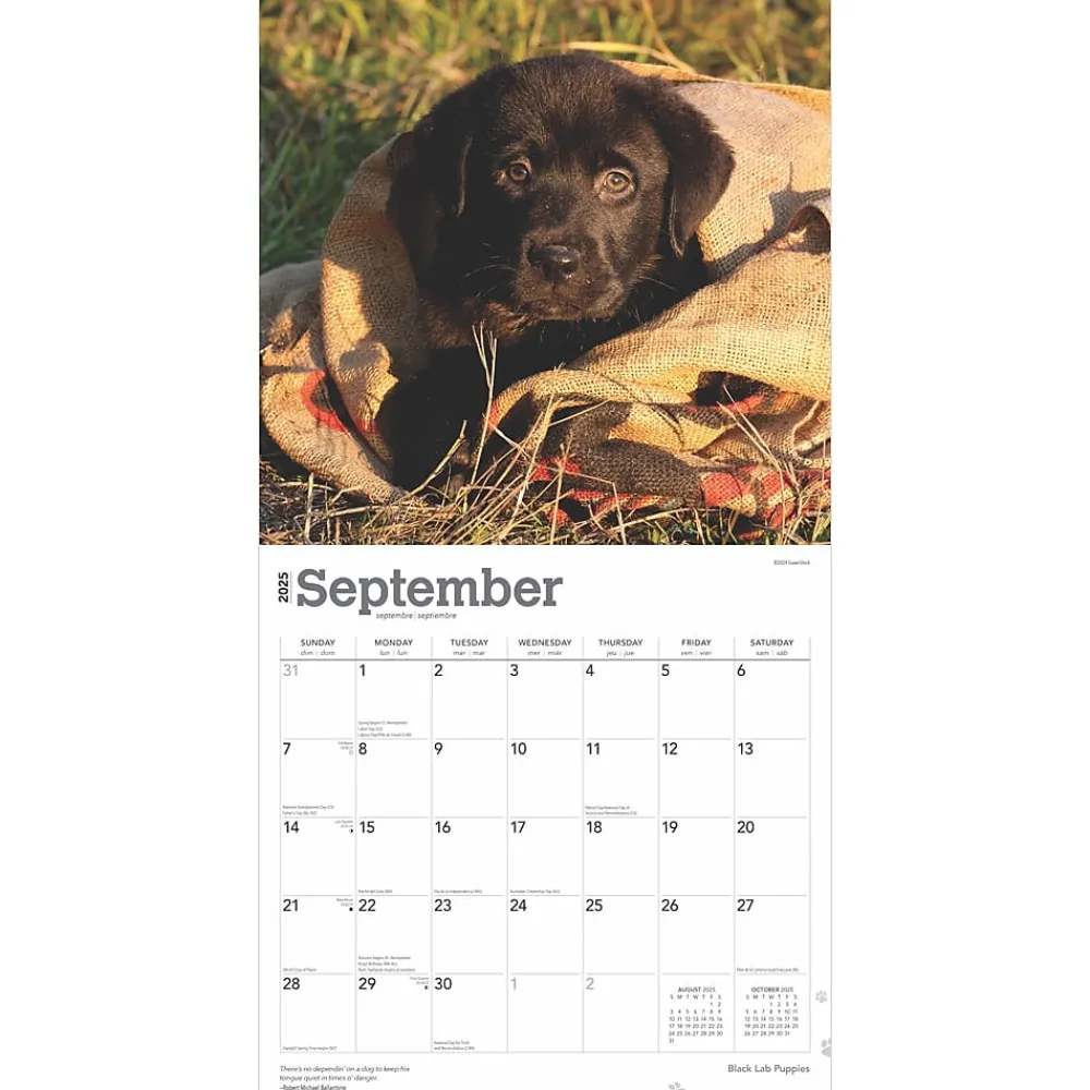 2025 Calendars|BrownTrout 2025 Black Labrador Retriever Puppies 12" x 12" Monthly Wall Calendar (9781975477318)
