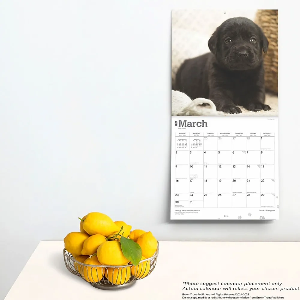 2025 Calendars|BrownTrout 2025 Black Labrador Retriever Puppies 12" x 12" Monthly Wall Calendar (9781975477318)