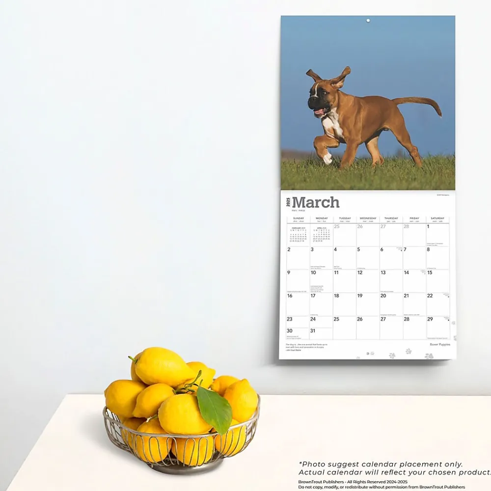 2025 Calendars|BrownTrout 2025 Boxer Puppies 12" x 12" Monthly Wall Calendar (9781975476717)