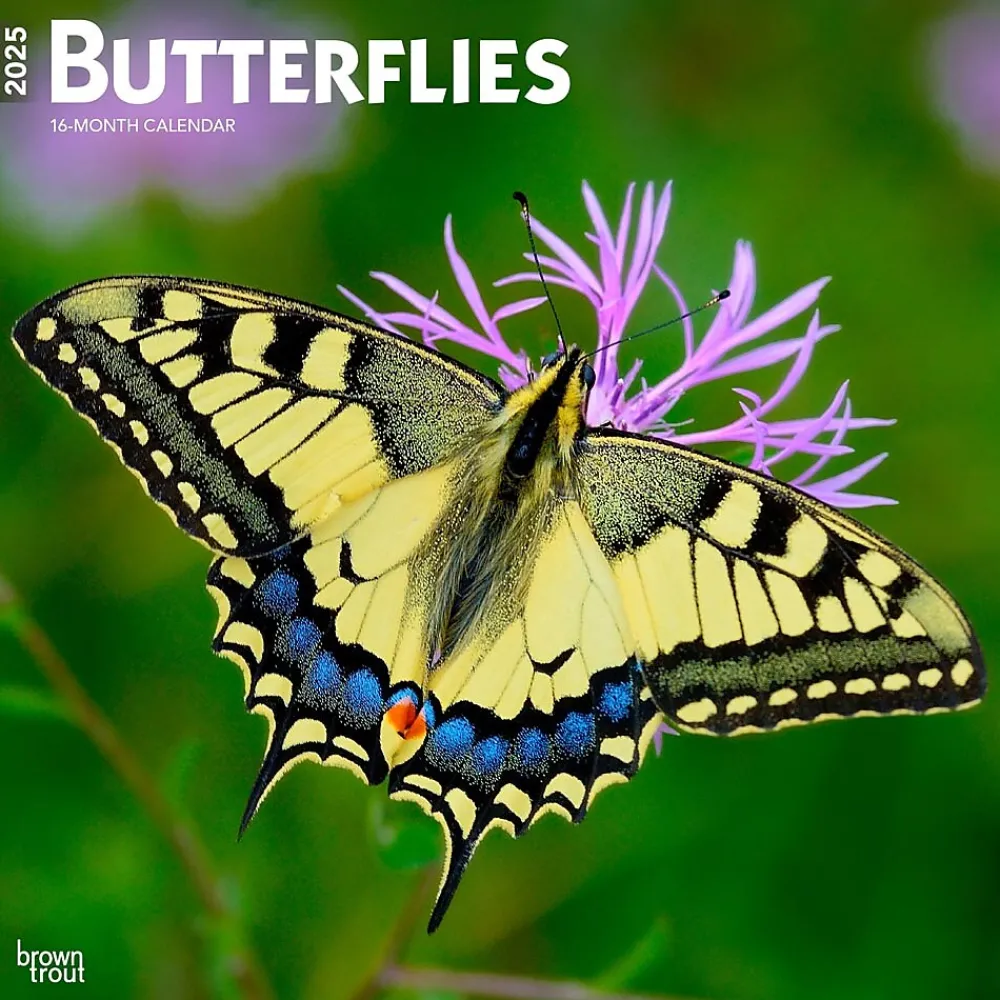 2025 Calendars|BrownTrout 2025 Butterflies 12" x 12" Monthly Wall Calendar (9781975476762)