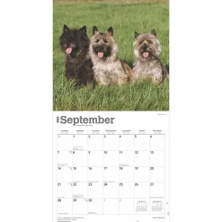 2025 Calendars|BrownTrout 2025 Cairn Terriers 12