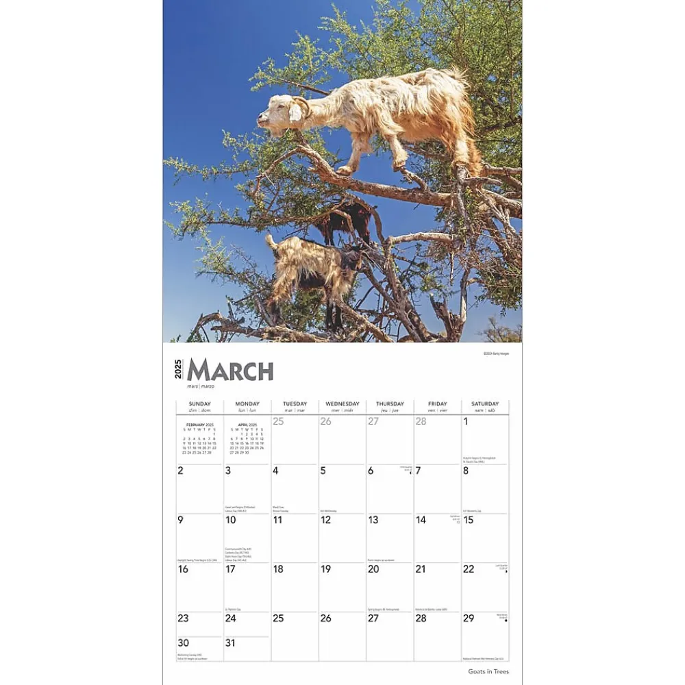 2025 Calendars|BrownTrout 2025 Goats in Trees 12" x 12" Monthly Square Wall Calendar (9781975477059)