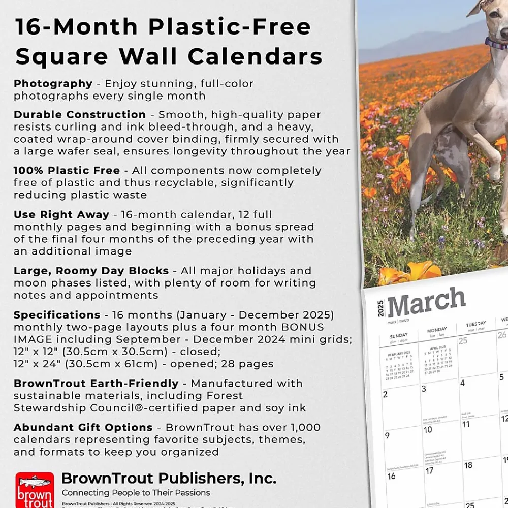 2025 Calendars|BrownTrout 2025 Italian Greyhounds 12" x 12" Monthly Wall Calendar (9781975478308)