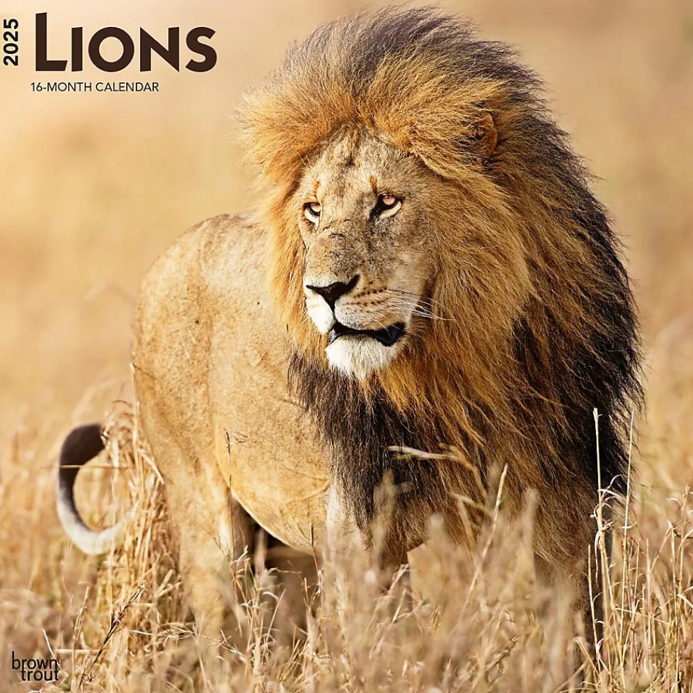 2025 Calendars|BrownTrout 2025 Lions 12" x 12" Monthly Wall Calendar (9781975476458)