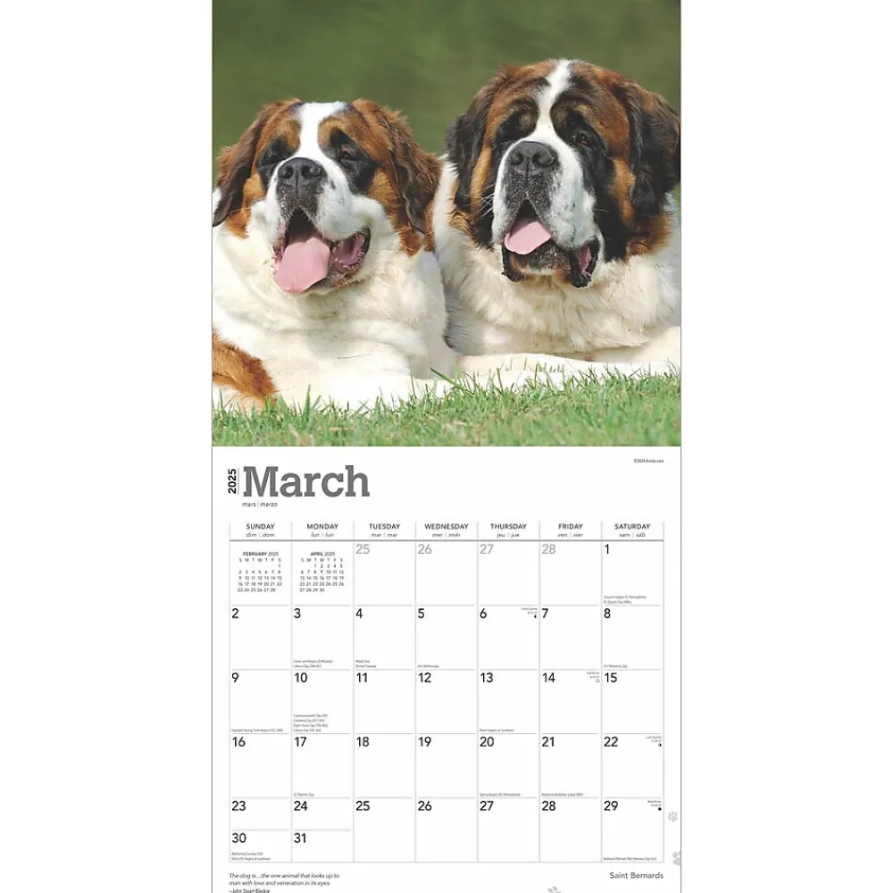 2025 Calendars|BrownTrout 2025 Saint Bernards 12" x 24" Monthly Square Wall Calendar (9781975477653)