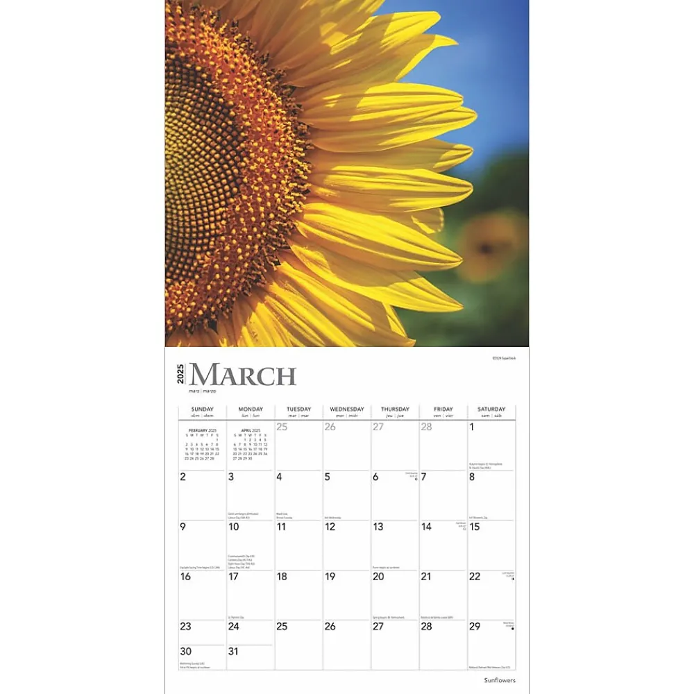 2025 Calendars|BrownTrout 2025 Sunflowers 12" x 12" Monthly Square Wall Calendar (9781975477837)