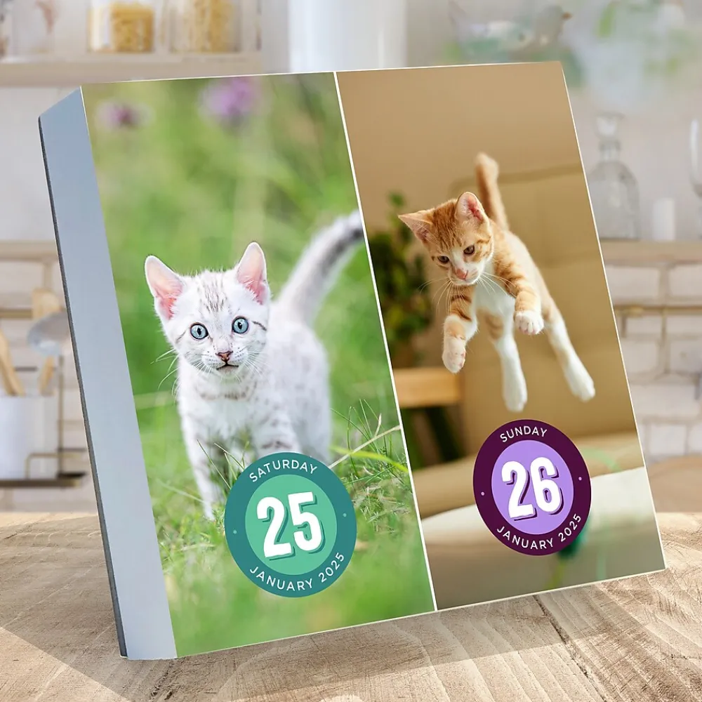 2025 Calendars|TF Publishing 2025 Cat A Day 5.25" x 5.25" Day-to-Day Calendar (25-3002)