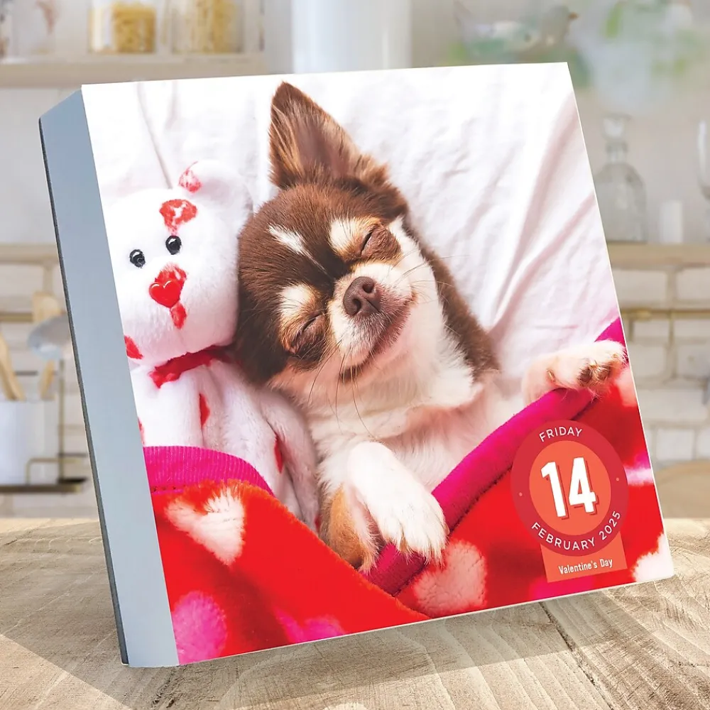 2025 Calendars|TF Publishing 2025 Dog A Day 5.25" x 5.25" Day-to-Day Calendar (25-3008)