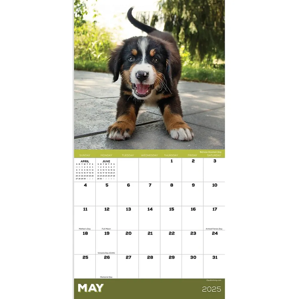2025 Calendars|TF Publishing 2025 Puppies 7" x 7" Monthly Wall Calendar (25-2007)
