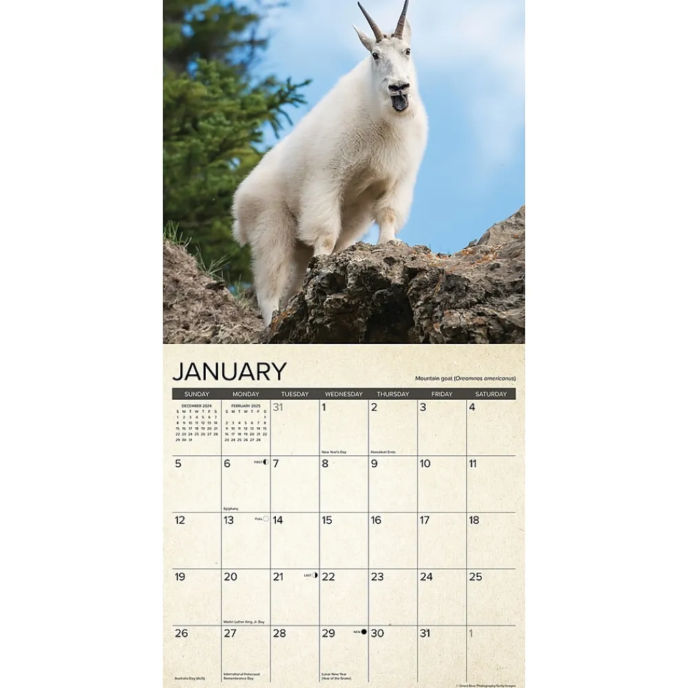 2025 Calendars|Willow Creek 2025 Canadian Fish & Wild Game 12" x 12" Monthly Wall Calendar (42137)