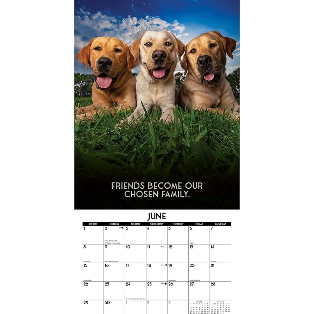 2025 Calendars|Willow Creek 2025 Dog's Life 12" x 12" Monthly Wall Calendar (42731)