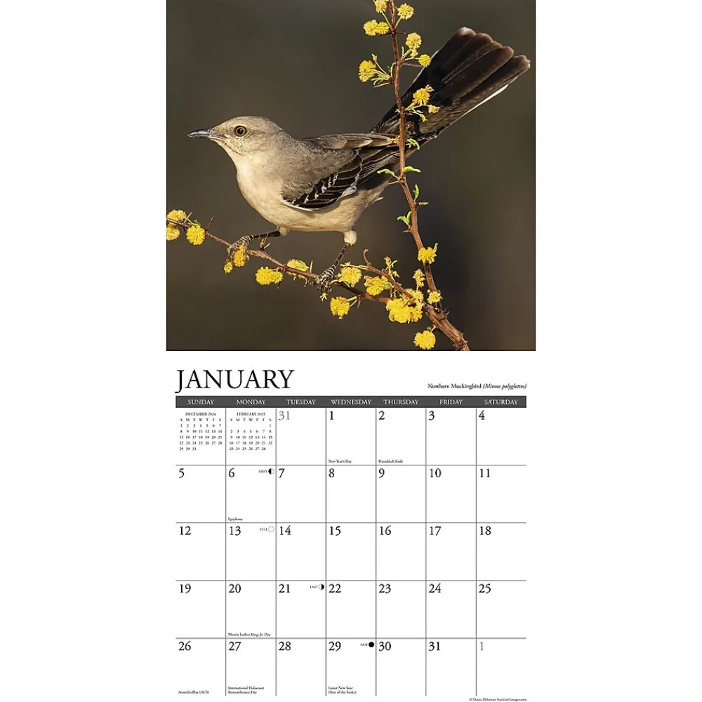 2025 Calendars|Willow Creek 2025 Garden Birds of North America 12" x 12" Monthly Wall Calendar (42984)