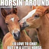 2025 Calendars|Willow Creek 2025 Horsin’ Around 12" x 12" Monthly Wall Calendar (43394)