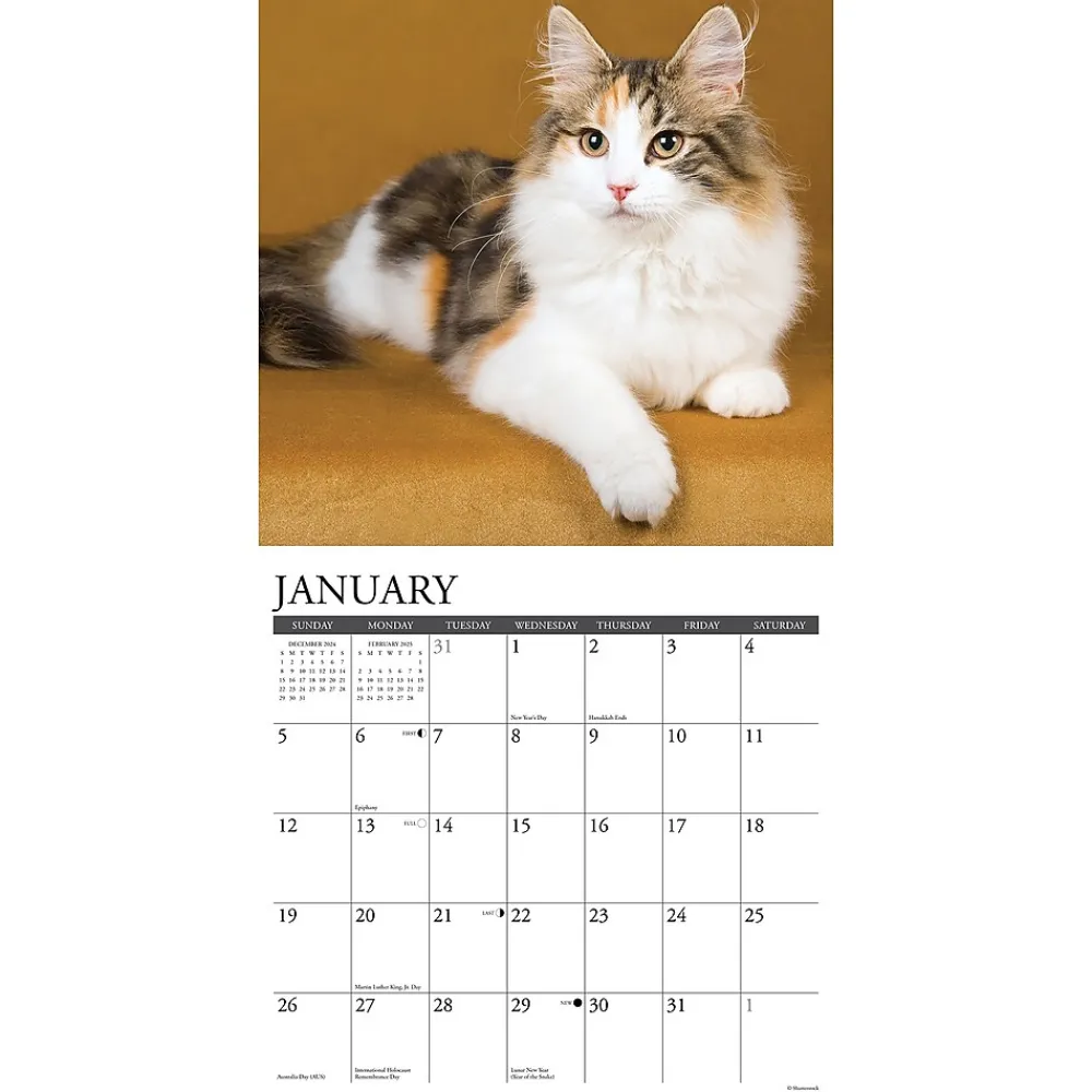 2025 Calendars|Willow Creek 2025 Just Calico Cats 12" x 12" Monthly Wall Calendar (42090)