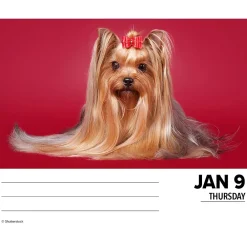 2025 Calendars|Willow Creek 2025 Yorkies 6